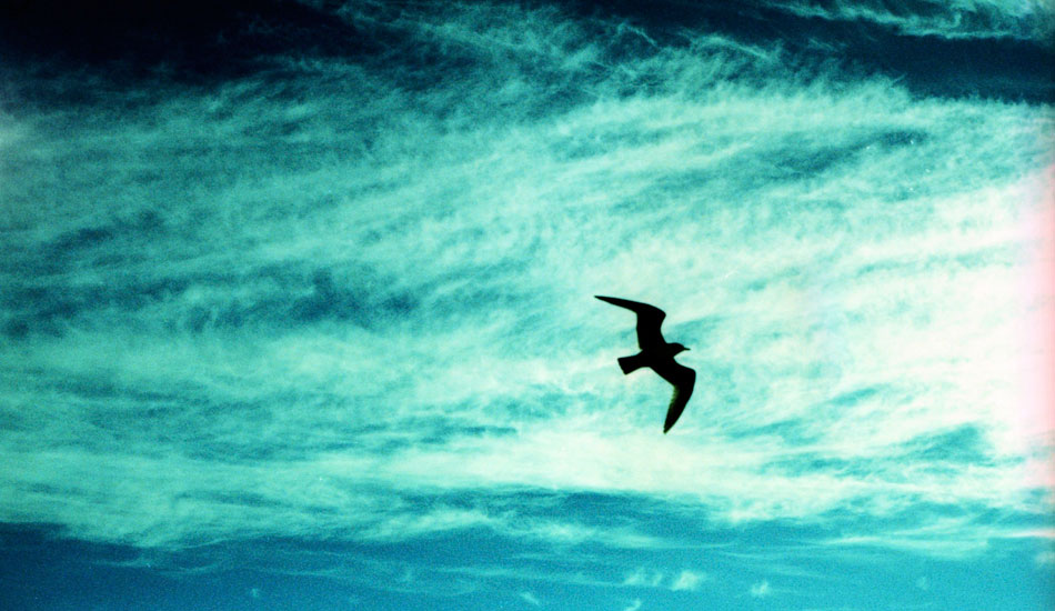 Sea Bird: another form of glide. Photo: <a href=\"http://www.ryantatar.com\" target=\"_blank\">Ryan Tatar.</a>