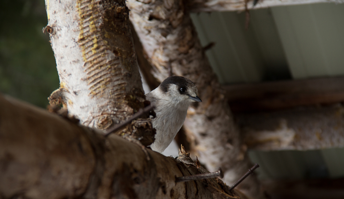 Photo: <a href=\"https://500px.com/steveandrews\">Steve Andrews</a>