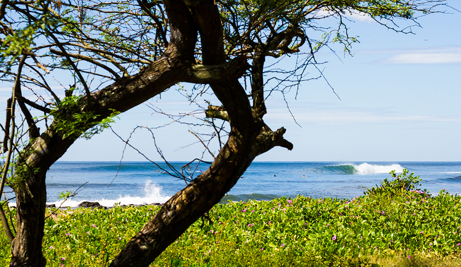  A more mellow beachy in bloom. Photo: <a href=\"https://www.saltshots.com\">Callum Morse/Saltshots Photography</a> 
