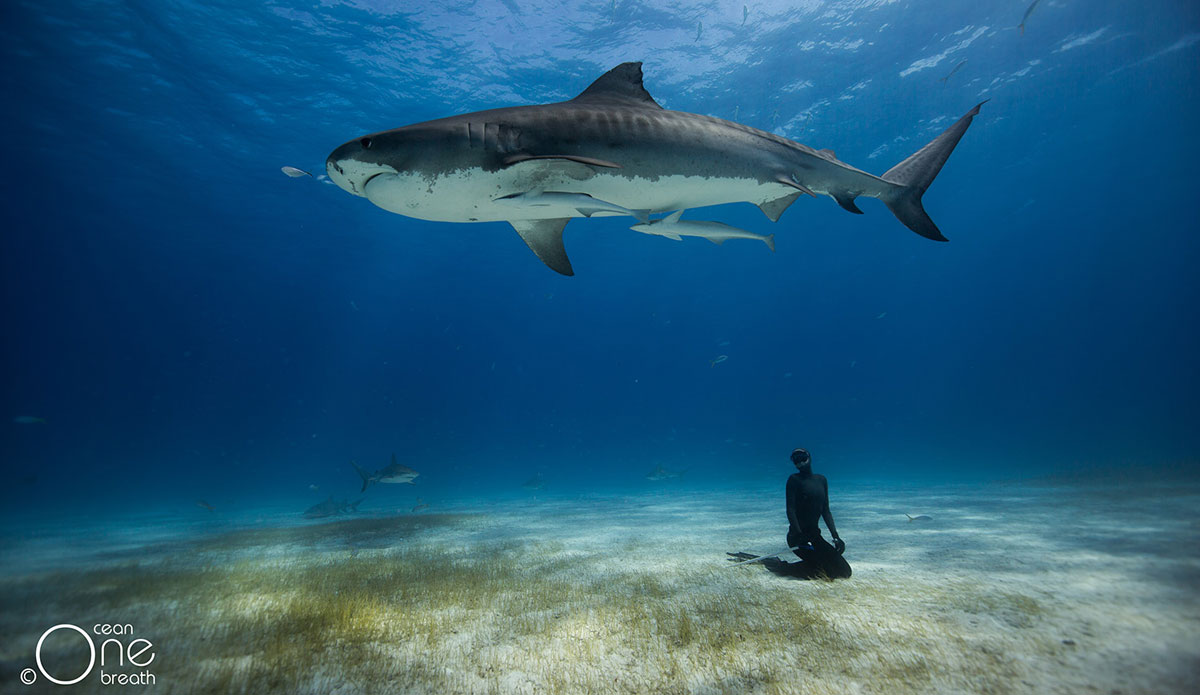 Photo:<a href=\"https://www.oneoceanonebreath.com/\">Oneoceanonebreath.com.</a>