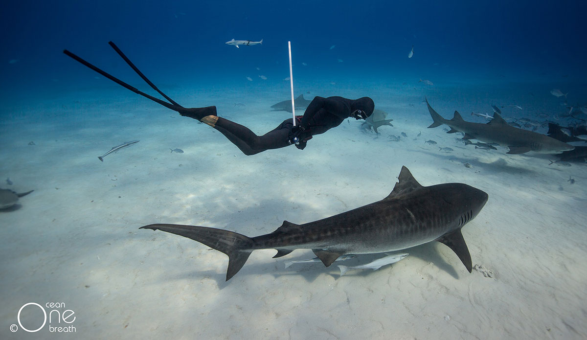 Photo:<a href=\"https://www.oneoceanonebreath.com/\">Oneoceanonebreath.com.</a>