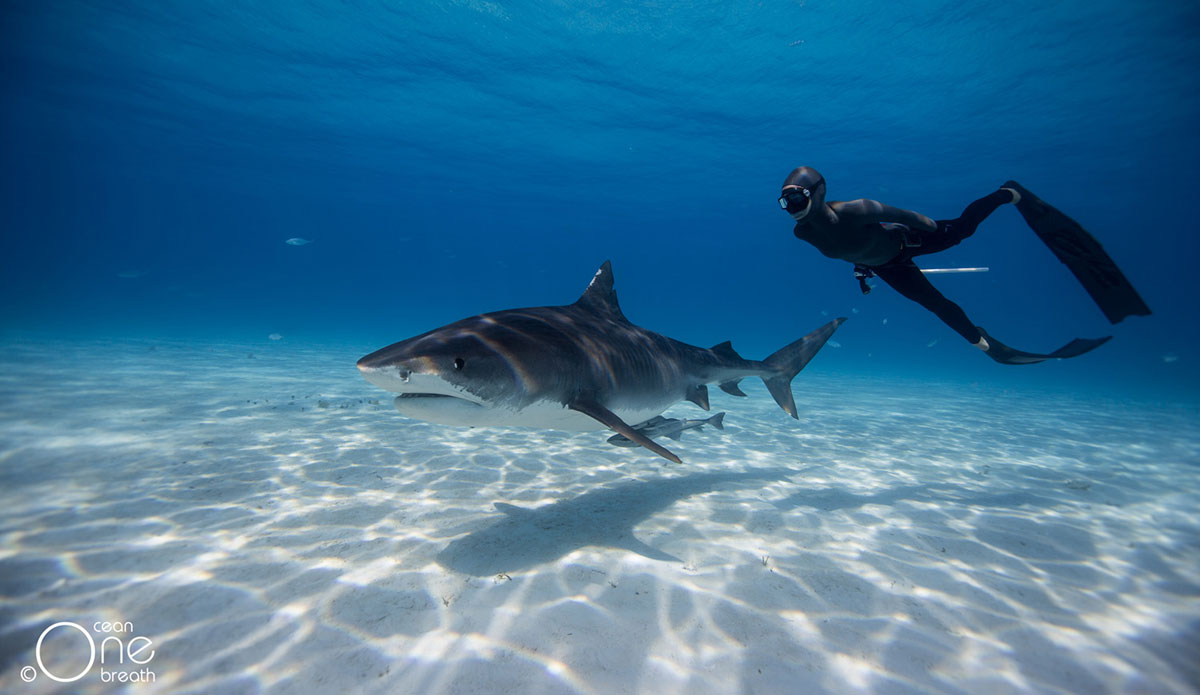 Photo:<a href=\"https://www.oneoceanonebreath.com/\">Oneoceanonebreath.com.</a>