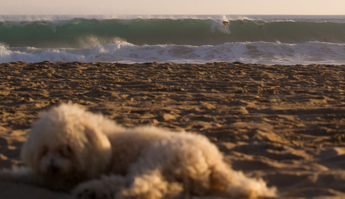 Clearly this Pooch isn’t impressed by big south swells. Photo: <a href=\"https://www.timmendez.com/\">Tim Mendez</a>