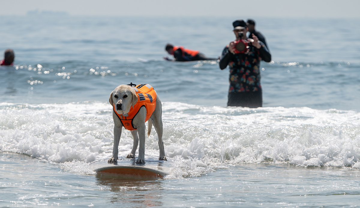 Dog Surfing Instructor Salary Company Salaries 2023