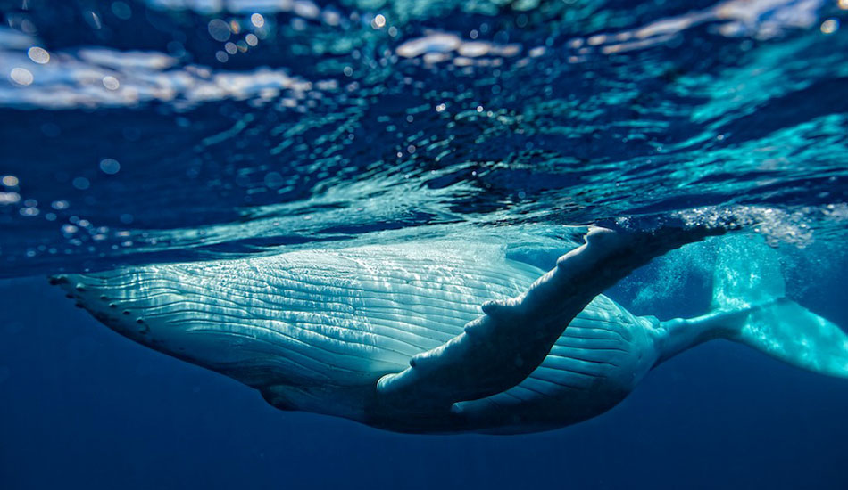 Humpback Whale spinning in the channel between Moorea and Tahiti. Photo: <a href=\"https://www.timmckennaphoto.com/\" target=_blank>Tim McKenna</a>.