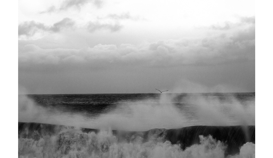 Untouched by the monster swells, a Cornish gull cruises without a care in the world. Photo: <a href=\"https://www.teewhyphotos.com\">Tom Young</a>