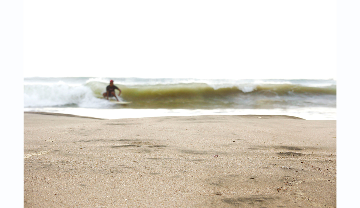 Ola Citrico Photo: <https://beachradishimages.com/>beachradish images</a>