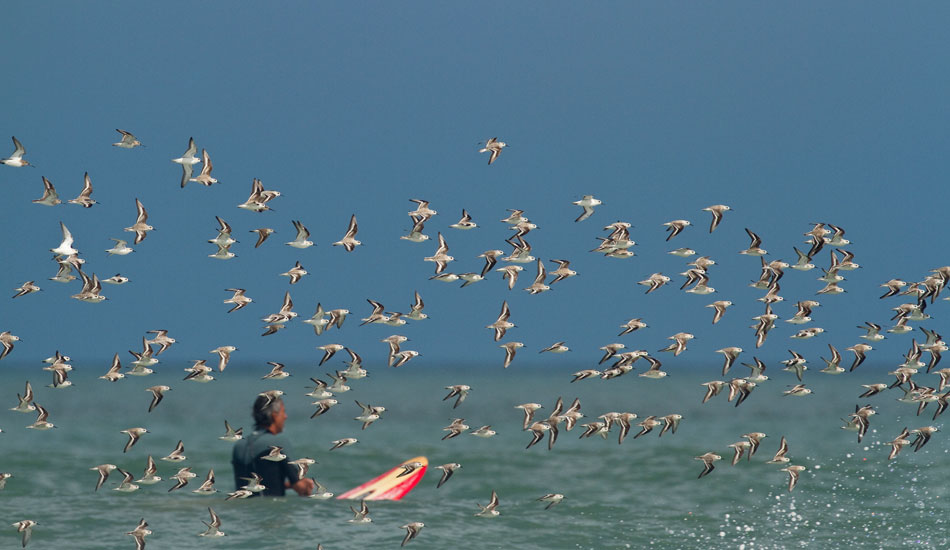 This was such a random shot for me. I was actually looking through my 600 to see who that guy in the shot was when all of sudden this huge flock of birds flew by the screen. I guess luck was on my side for that moment in time. The shot gives such an essence to how it feels sitting in the lineup waiting for waves. Photo: <a href=\"https://tupat.posterous.com/\" target=\"_blank\">Patrick Eichstaedt</a>