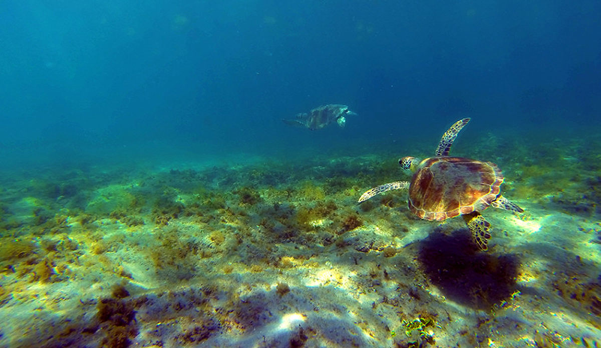 There was a bale of turtles at this reef spot. Photo: <a href=\"https://instagram.com/youngxsalt\"> Tondo</a>
