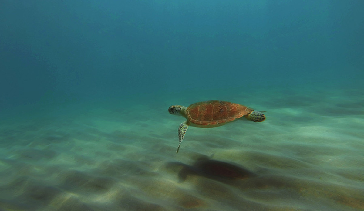 This one seems to be flying. Photo: <a href=\"https://instagram.com/youngxsalt\"> Tondo</a>