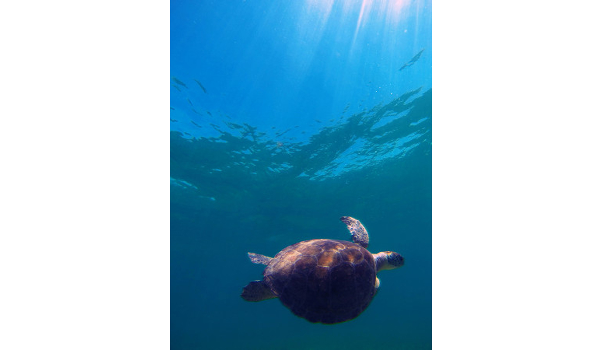This green turtle was missing its right front fin and had a tag on his left. Noticeably slower, it seems to be surviving just fine. Photo: <a href=\"https://instagram.com/youngxsalt\"> Tondo</a>