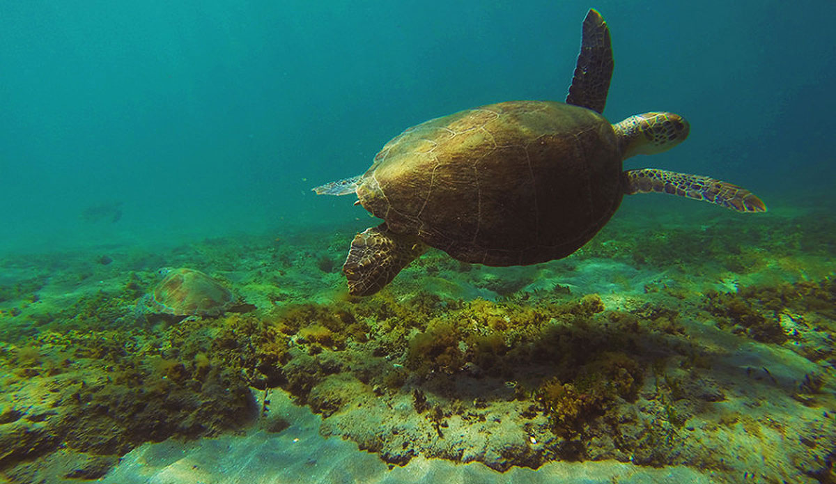 Just passing through. Photo: <a href=\"https://instagram.com/youngxsalt\"> Tondo</a>