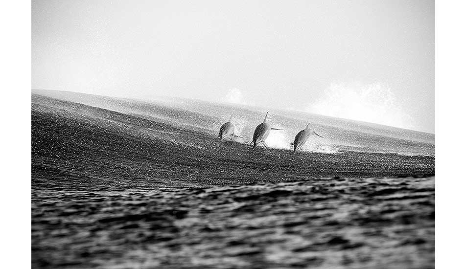 Dolphins breach the surface. Photo: <a href=\"http://clareplueckhahn.com.au/\" target=_blank>Clare Plueckhahn</a>.