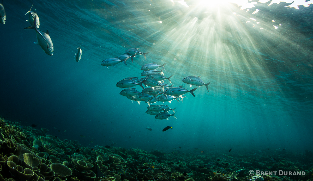 Schooling fish over lettuce coral. Photo: <a href=\"https://www.brentdimagery.com/\"> Brent Durand</a>