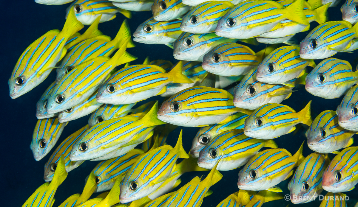 A dense school of sweetlips fish. Photo: <a href=\"https://www.brentdimagery.com/\"> Brent Durand</a>