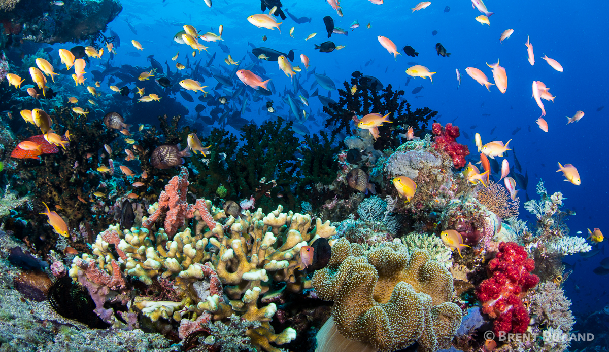 Every inch of reef is covered with life, and then some. Photo: <a href=\"https://www.brentdimagery.com/\"> Brent Durand</a>