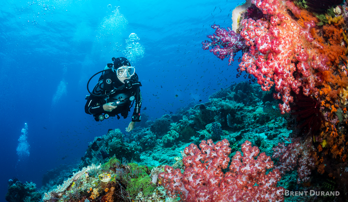 A scuba diver explores a coral reef. Photo: <a href=\"https://www.brentdimagery.com/\"> Brent Durand</a>