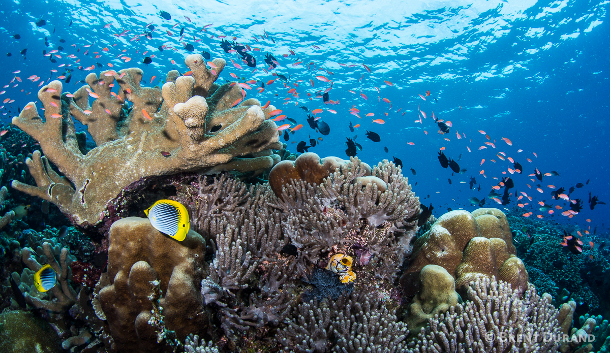 Hard corals in the shallows are not fun to brush against. Photo: <a href=\"https://www.brentdimagery.com/\"> Brent Durand</a>