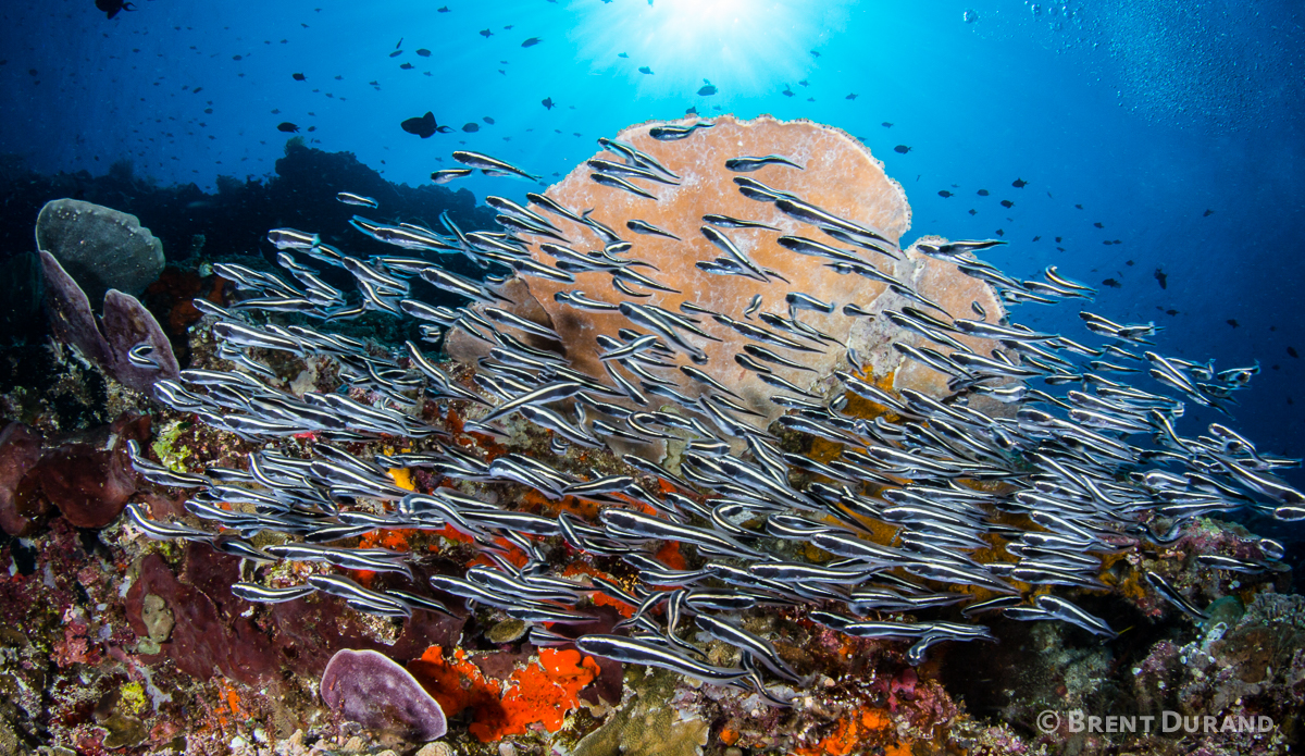A school of catfish patrols the reef. Photo: <a href=\"https://www.brentdimagery.com/\"> Brent Durand</a>