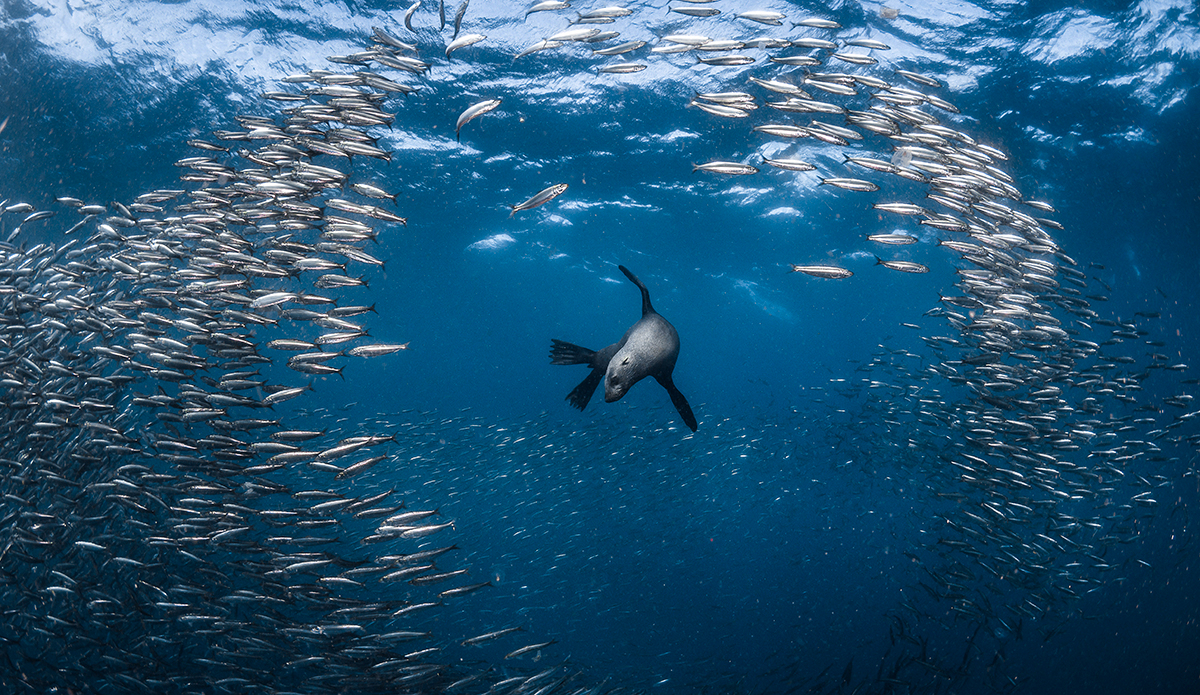 Sardine run en Afrique du Sud