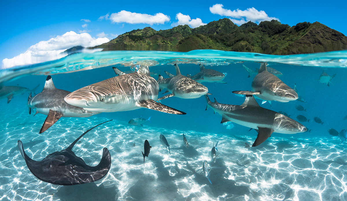 Black tip sharks & ray in the lagoon of Moorea