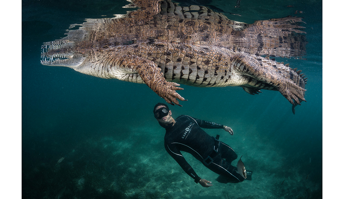 2015, Cuba, Gardens of the Queen, Jardin de la Reine. Freediving with american crocodiles of « Gardens of the Queen » in Cuba is like diving with Dinosaur.  At the top of the food chain they regulate the healthy balance of the mangrove ecosystem. Swimming with these predators is the experience of a lifetime and reveals they are not really what we think. They are shy and instinctive with their own personality...