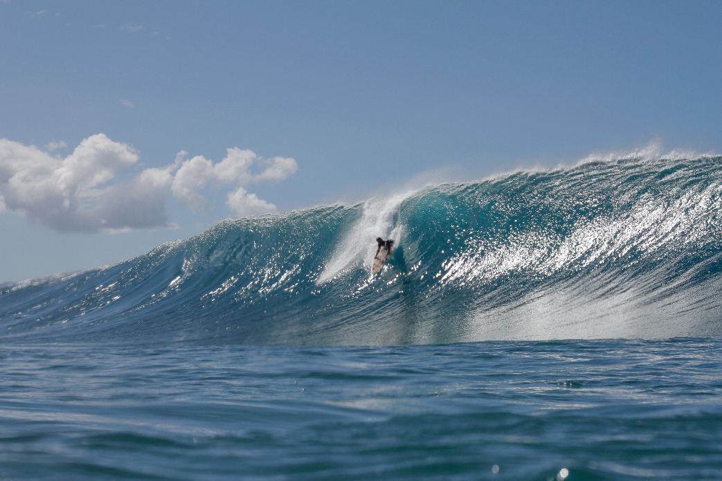 Wardo. Photo: Davin Phelps