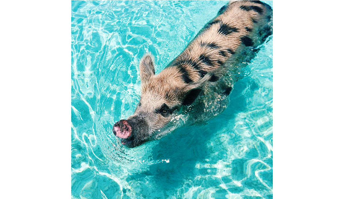 I really love pig-style longboards, so when I saw this, it evoked thoughts of a pig in water, warm waves and exotic destinations. Photo: <a href=\"https://instagram.com/saltandstonepottery/\">@saltandstonepottery </a>