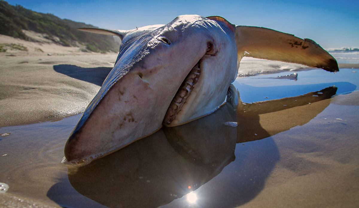 This is not what you want to see washed up before a surf.  Photo: <a href=\"https://www.facebook.com/pages/Pho-Tye-Studio/398591356893177?fref=nf\"> Tyerell Jordaan</a>