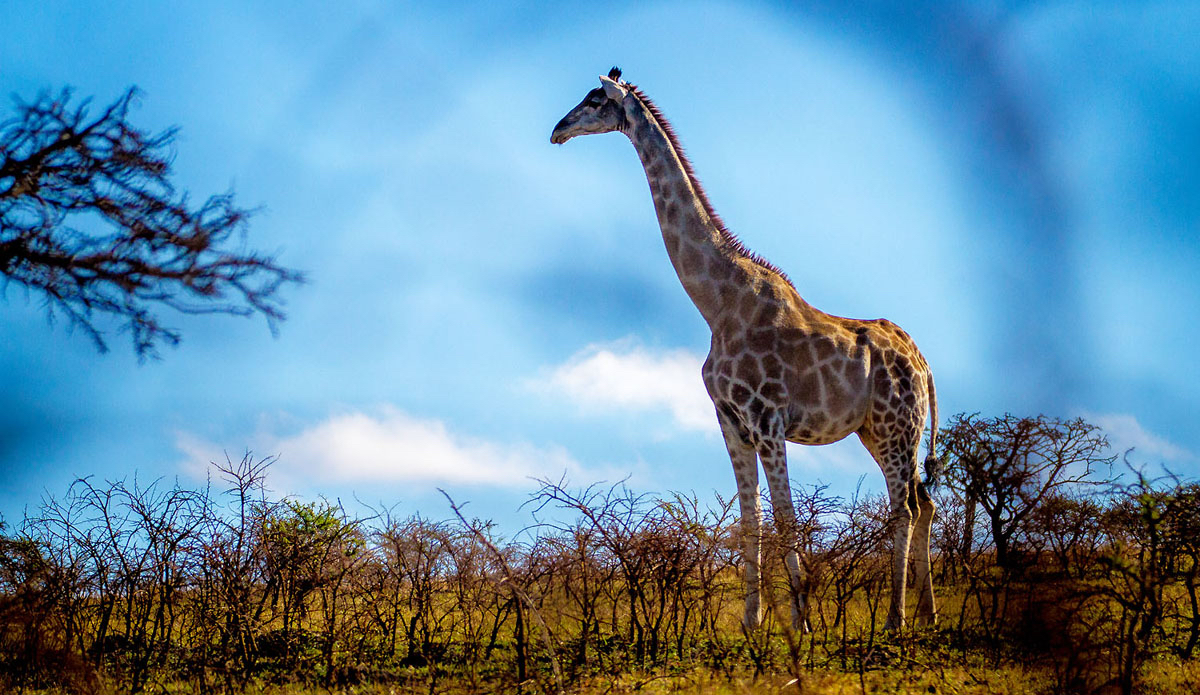 Local giant.  Photo: <a href=\"https://www.facebook.com/pages/Pho-Tye-Studio/398591356893177?fref=nf\"> Tyerell Jordaan</a>