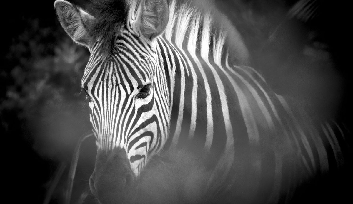 Black and white.  Photo: <a href=\"https://www.facebook.com/pages/Pho-Tye-Studio/398591356893177?fref=nf\"> Tyerell Jordaan</a>