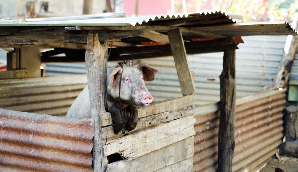 Photo: Wolfi Blackwood