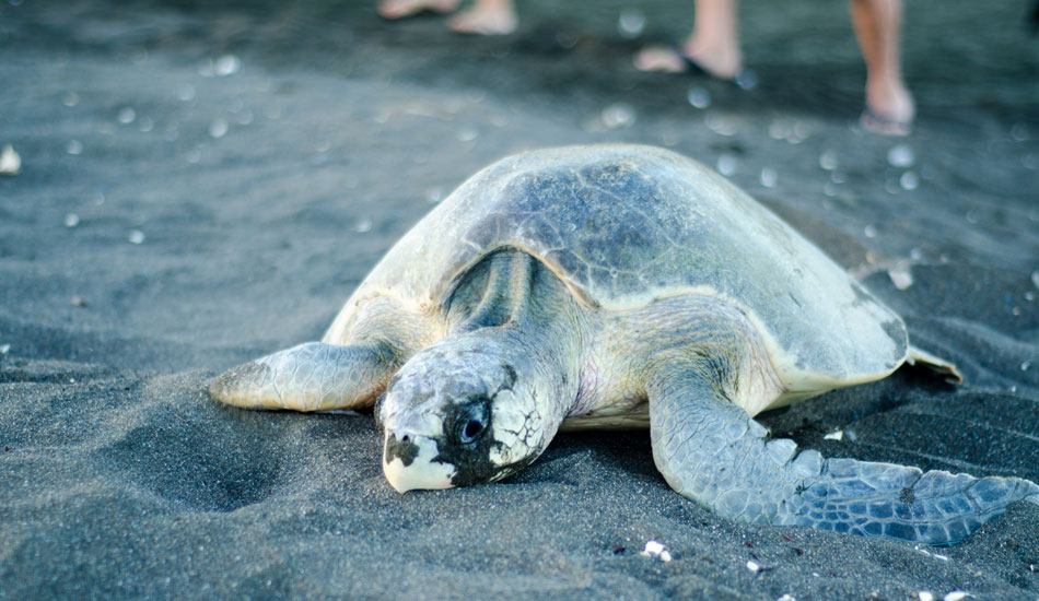 Photo: Wolfi Blackwood