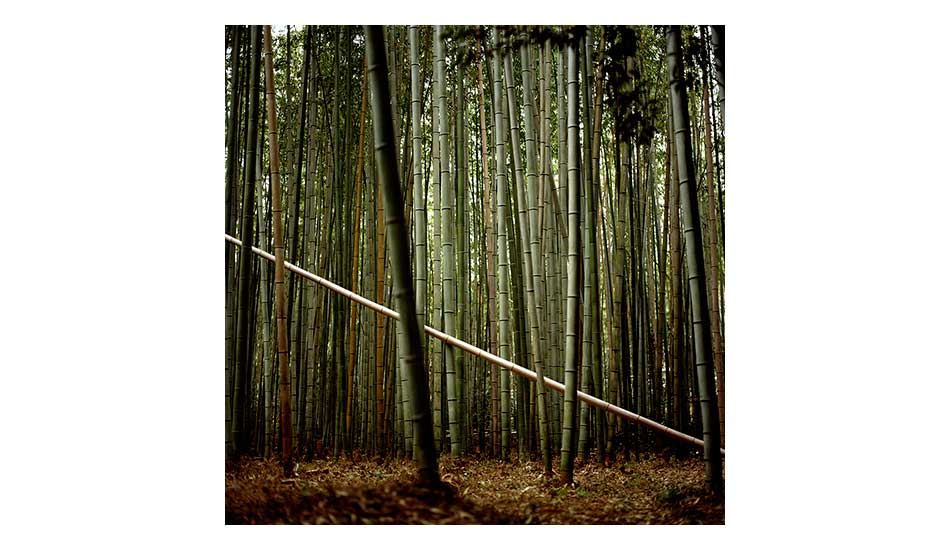 Photo: <a href=\"https://www.ynaoki.com/\" target=_blank>Wyatt 
Conlon</a>