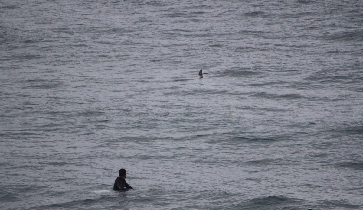 Hammerhead cruising lineup before the contest started. He wasn’t on the invite list for contest, but even after the shark attack a few weeks ago just up the beach no one was tripping. County Line locals are a bit tougher than most. Photo: <a href=\"https://instagram.com/jimvandevort/\">Jim Vandevort</a>