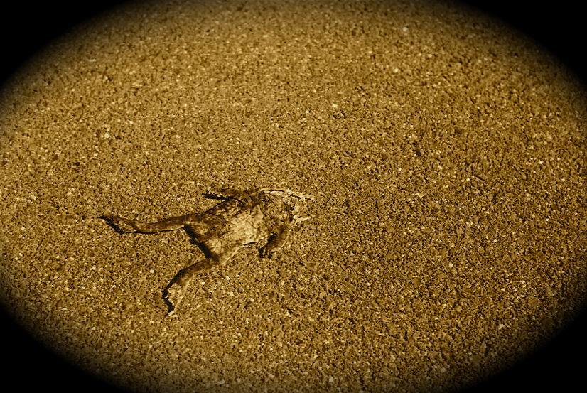 Cane Toad Australia Surf Trip