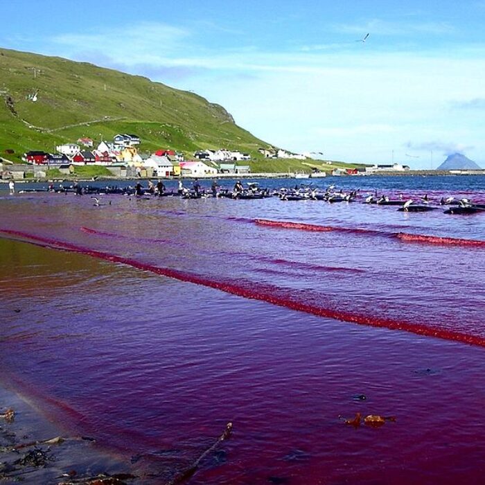 Beach of Hvalba during a Grindadráp, Faroe Islands. Photo: Wikipedia