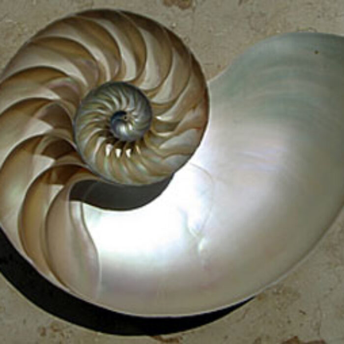 Biomimicry is a design principle that draws inspiration from natural patterns and processes. Supposedly, George Greenough based his revolutionary fin design on the bluefin tuna.