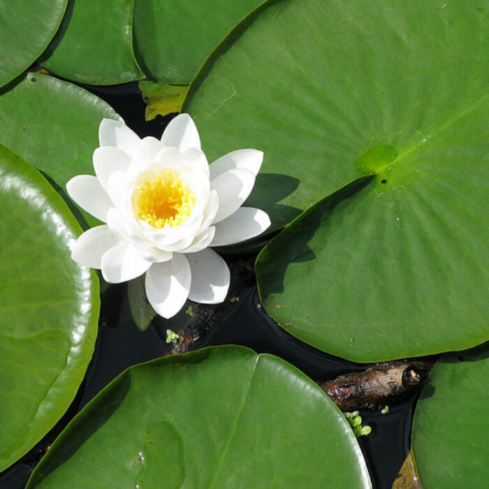 Water Lillies