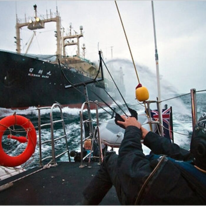 Surfers for Cetaceans, Whaling