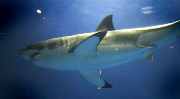 Great White Shark Monterey Aquarium