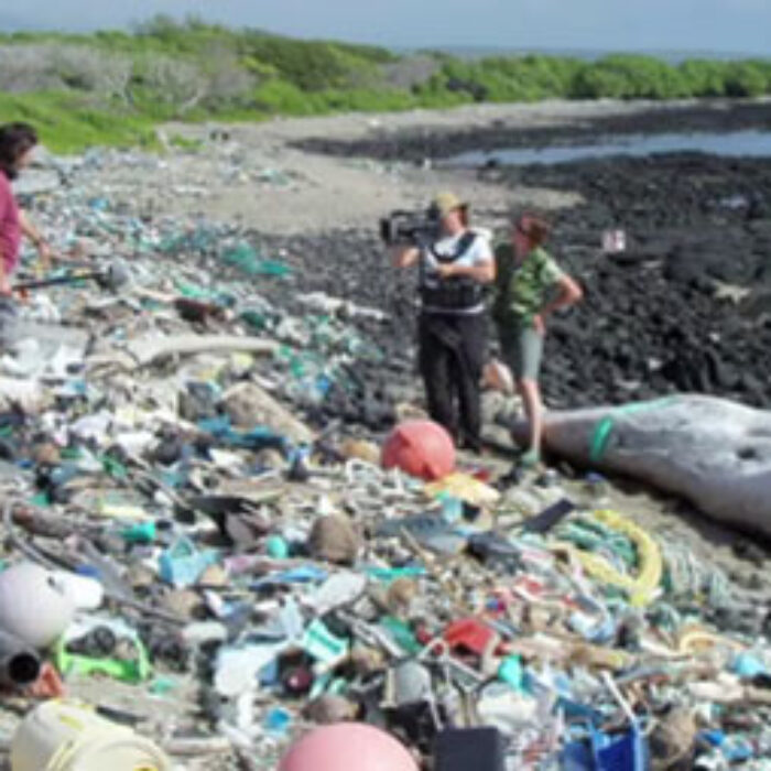 East Side Oahu Garbage Patch