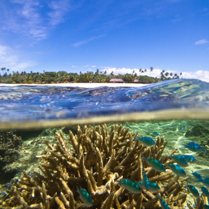 Reef in Fiji