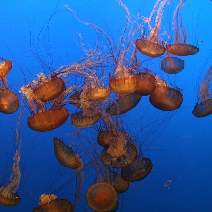 Do not rub jellyfish injuries because you only make them worse by releasing the venom from the stinging cells into the skin. Photo: TheBrockenInaGlory