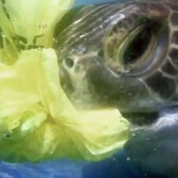 One of the most important things we can do as we see the impact of globalization on the state of our oceans is to communicate the solutions to our problems as broadly as possible.