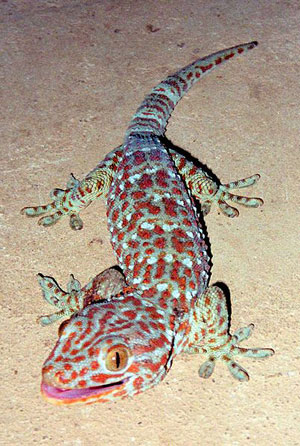 Now, whenever I have my morning shower and notice him, it makes me think about co-existence. About my tiny place in this huge world. Now, whenever I have my morning shower and notice him, it makes me think about co-existence. About my tiny place in this huge world.