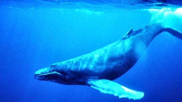 Help the Humpback Whales. Photo: Wikipedia Commons Help the Humpback Whales. Photo: Wikipedia Commons