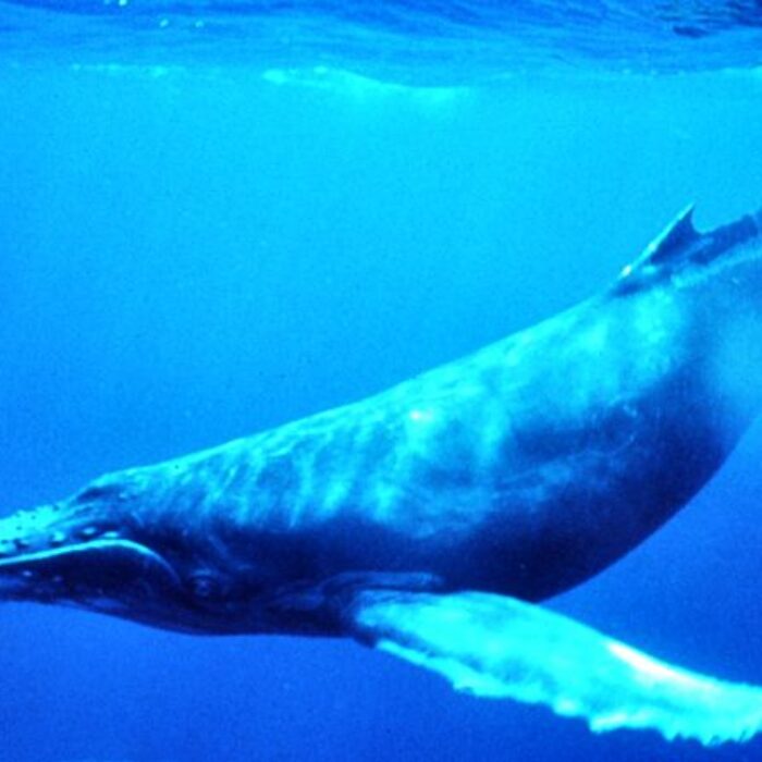Help the Humpback Whales. Photo: Wikipedia Commons