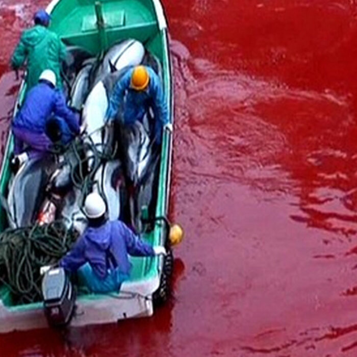 The horrific scene we found in Taiji, Japan at a location we dubbed the Killing Cove. Image courtesy of Oceanic Preservation Society