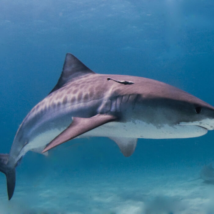 There was a run of tiger shark activity in Hawaii this weekend. Luckily, no encounters were fatal. Photo: Albert kok/Wikipedia Commons
